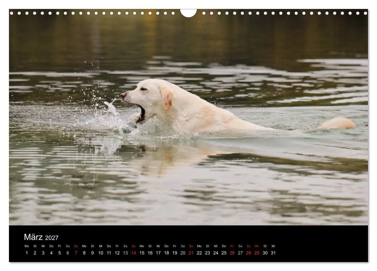 Bild: 9783594161388 | Labrador Retriever 2027 (Wandkalender 2027 DIN A3 quer), CALVENDO...