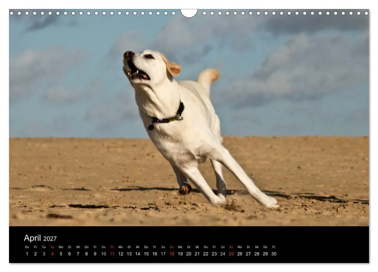 Bild: 9783594161388 | Labrador Retriever 2027 (Wandkalender 2027 DIN A3 quer), CALVENDO...