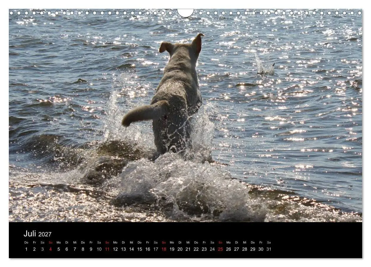 Bild: 9783594161388 | Labrador Retriever 2027 (Wandkalender 2027 DIN A3 quer), CALVENDO...