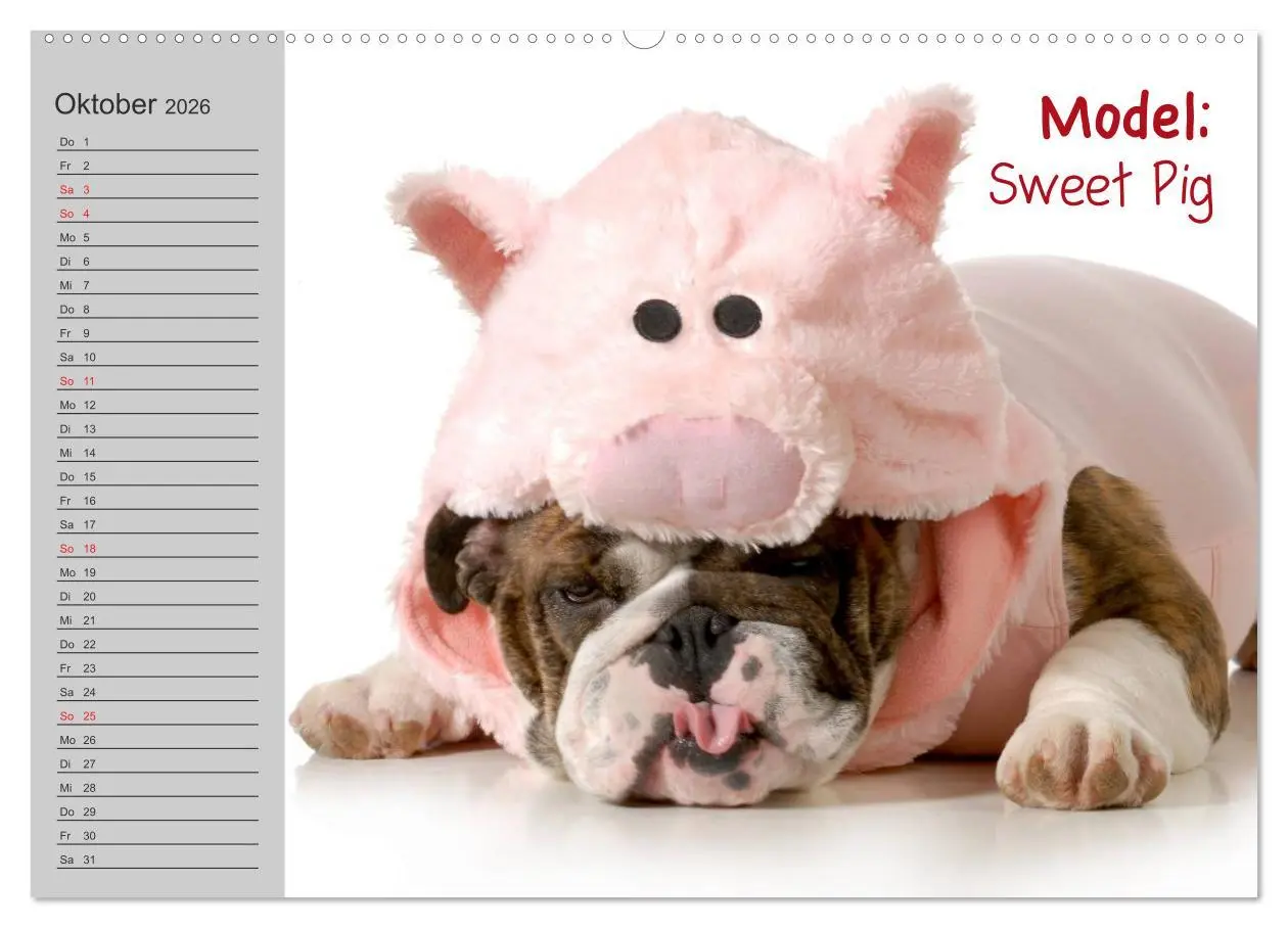 Bild: 9783516001488 | English Bulldog XXL Models (hochwertiger Premium Wandkalender 2026...