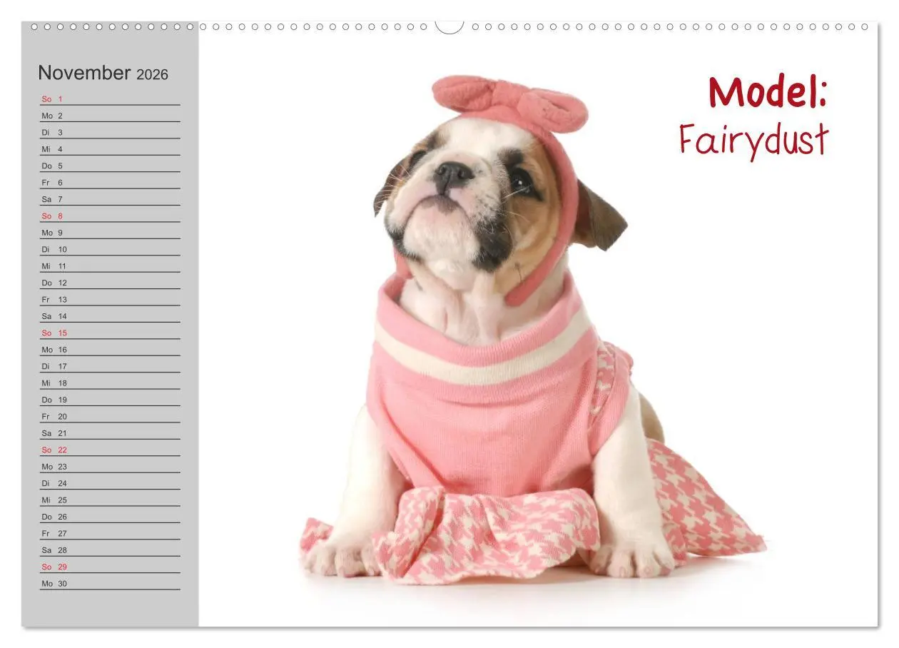 Bild: 9783516001488 | English Bulldog XXL Models (hochwertiger Premium Wandkalender 2026...