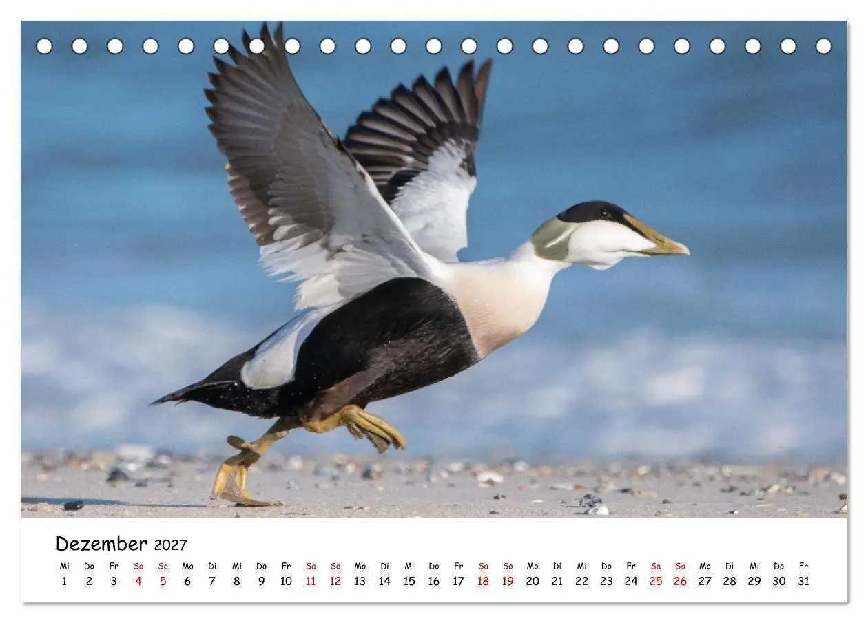 Bild: 9783569331488 | Deutschlands Vogelwelt (Tischkalender 2027 DIN A5 quer), CALVENDO...