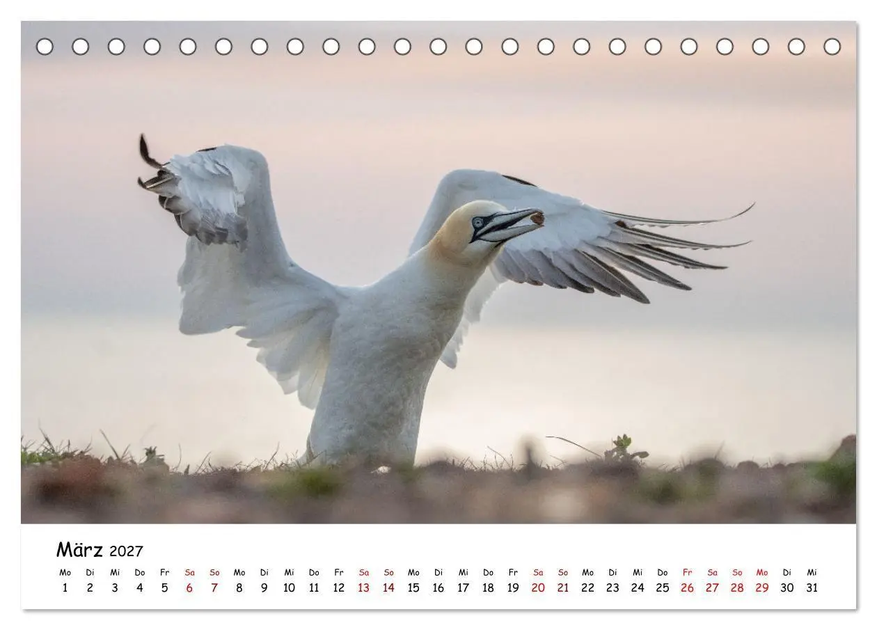 Bild: 9783569331488 | Deutschlands Vogelwelt (Tischkalender 2027 DIN A5 quer), CALVENDO...