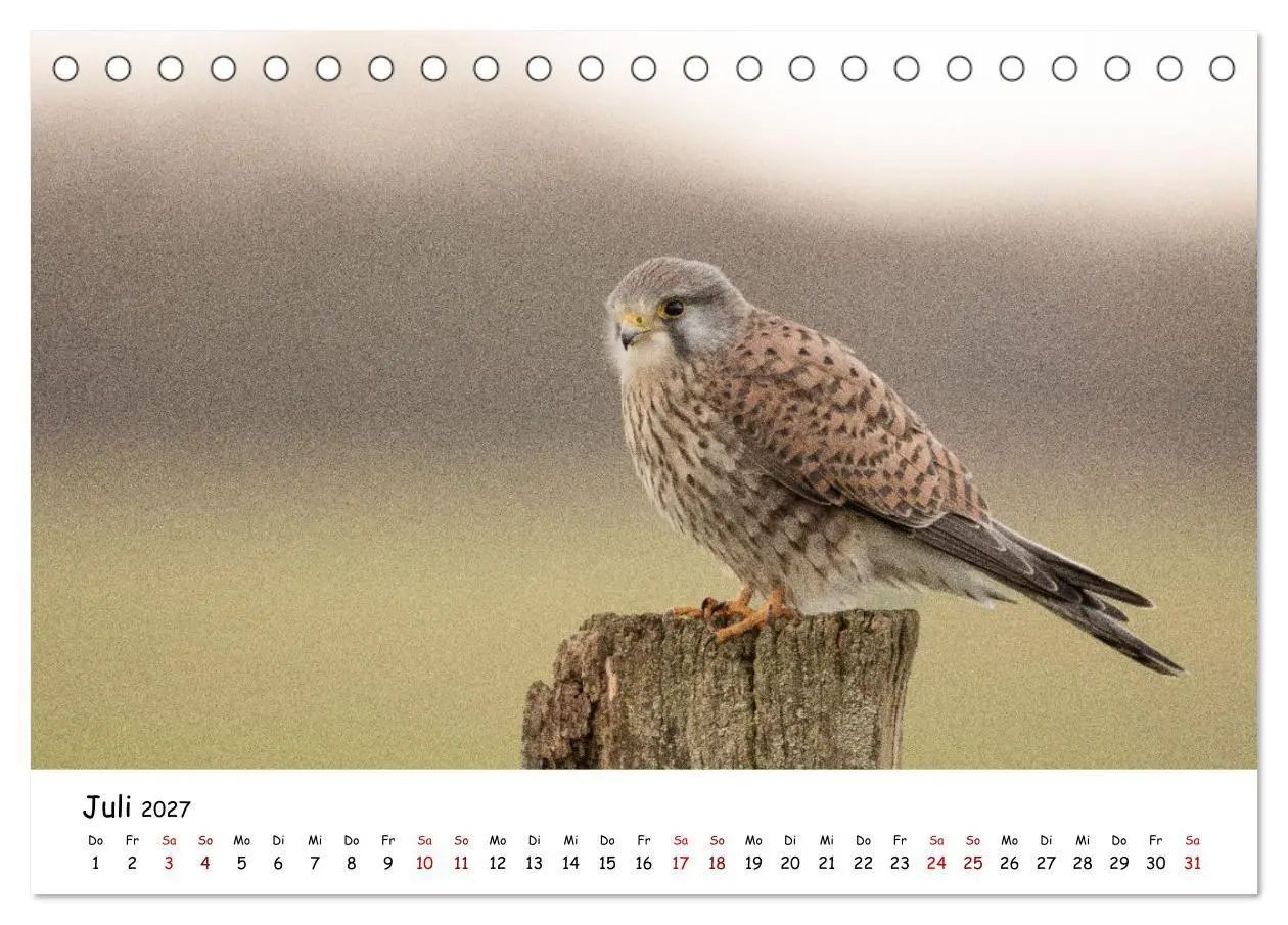 Bild: 9783569331488 | Deutschlands Vogelwelt (Tischkalender 2027 DIN A5 quer), CALVENDO...