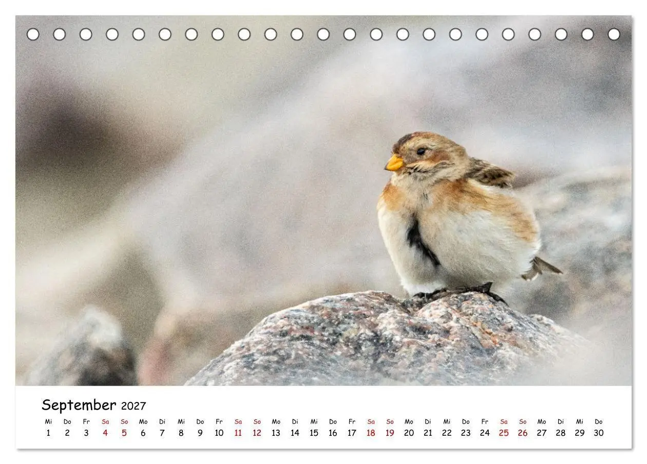 Bild: 9783569331488 | Deutschlands Vogelwelt (Tischkalender 2027 DIN A5 quer), CALVENDO...