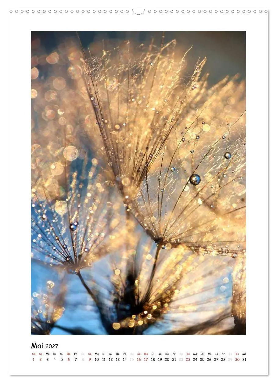 Bild: 9783594081488 | Die Pusteblume neu erleben (hochwertiger Premium Wandkalender 2027...