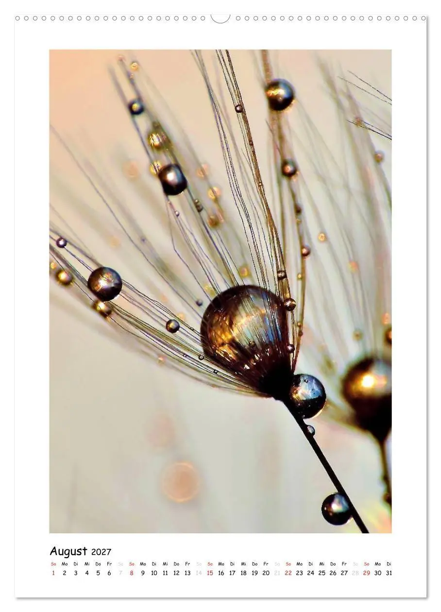 Bild: 9783594081488 | Die Pusteblume neu erleben (hochwertiger Premium Wandkalender 2027...
