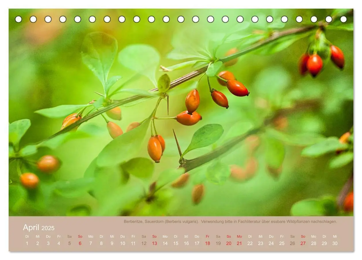 Bild: 9783435661688 | WILD, ESSBAR UND GESUND Essbare Wildpflanzen (Tischkalender 2025...