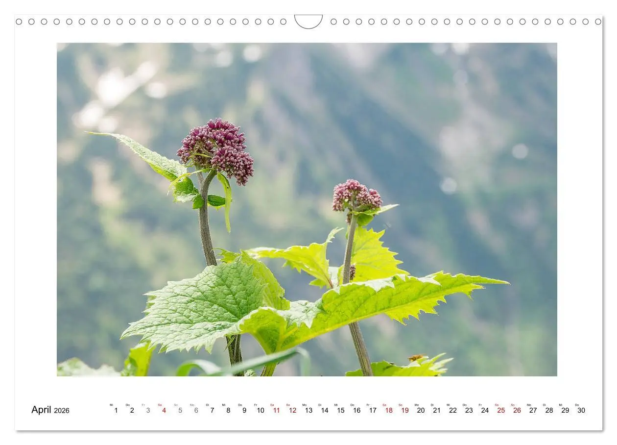 Bild: 9783457821688 | Naturwunder Bergwelt Fellhorn und Hörnergruppe (Wandkalender 2026...