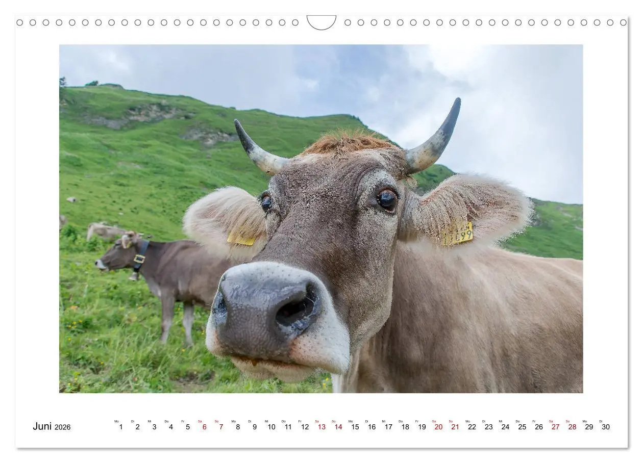 Bild: 9783457821688 | Naturwunder Bergwelt Fellhorn und Hörnergruppe (Wandkalender 2026...