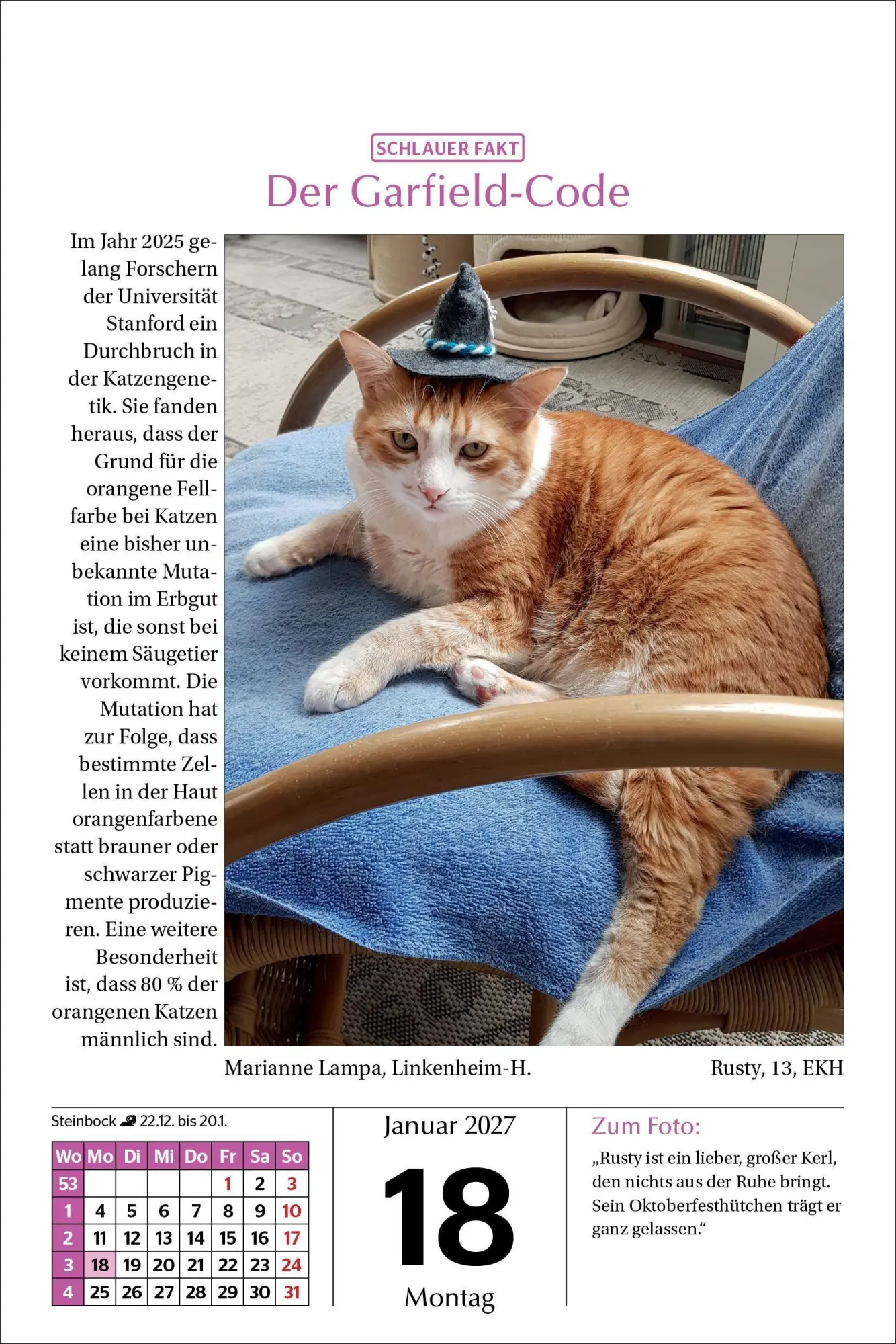 Bild: 9783865171788 | Katzen Tageskalender 2027 | Kalender | 365 S. | Deutsch | 2027