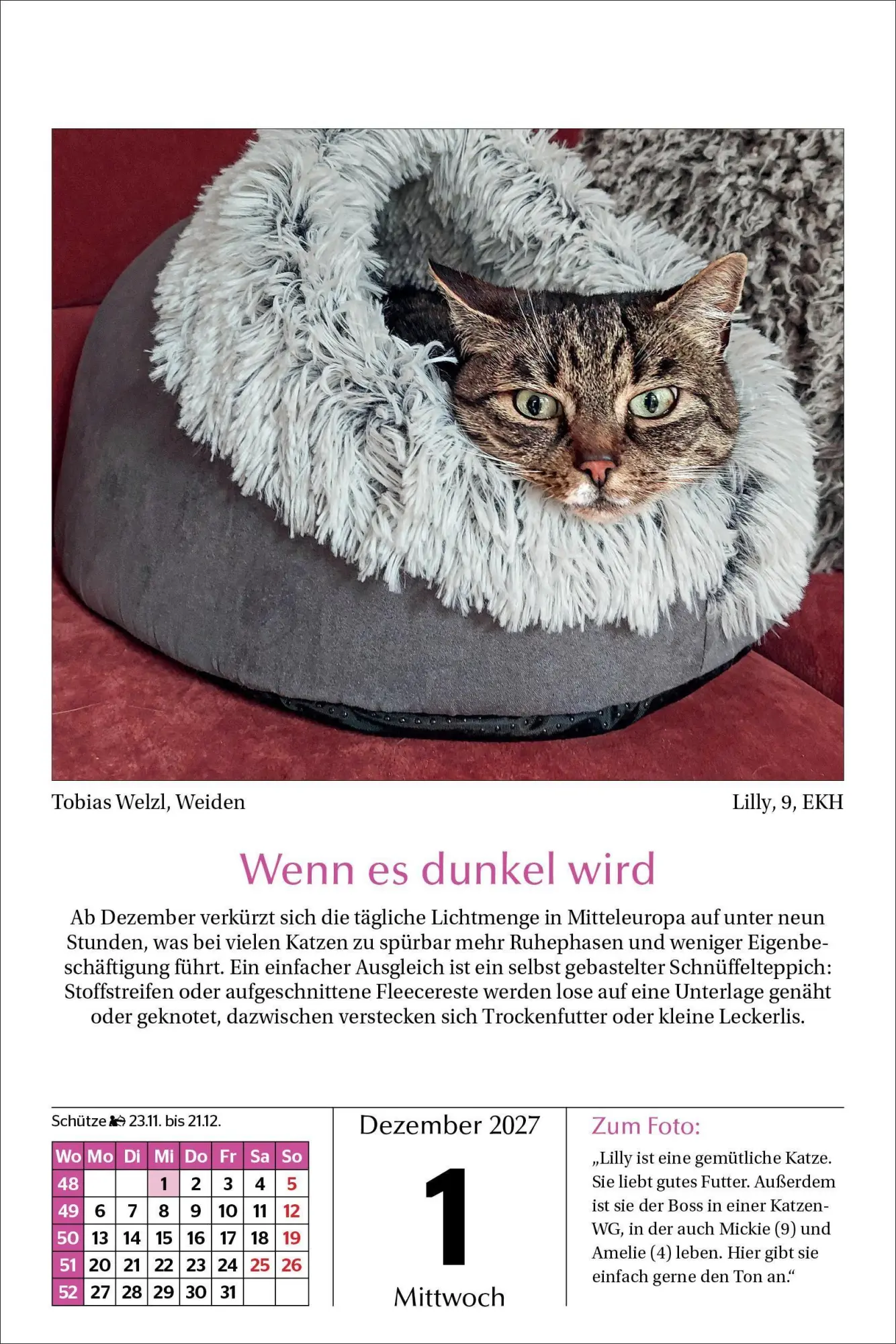 Bild: 9783865171788 | Katzen Tageskalender 2027 | Kalender | 365 S. | Deutsch | 2027