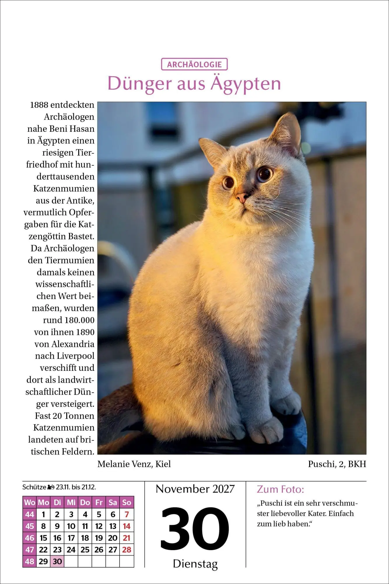 Bild: 9783865171788 | Katzen Tageskalender 2027 | Kalender | 365 S. | Deutsch | 2027