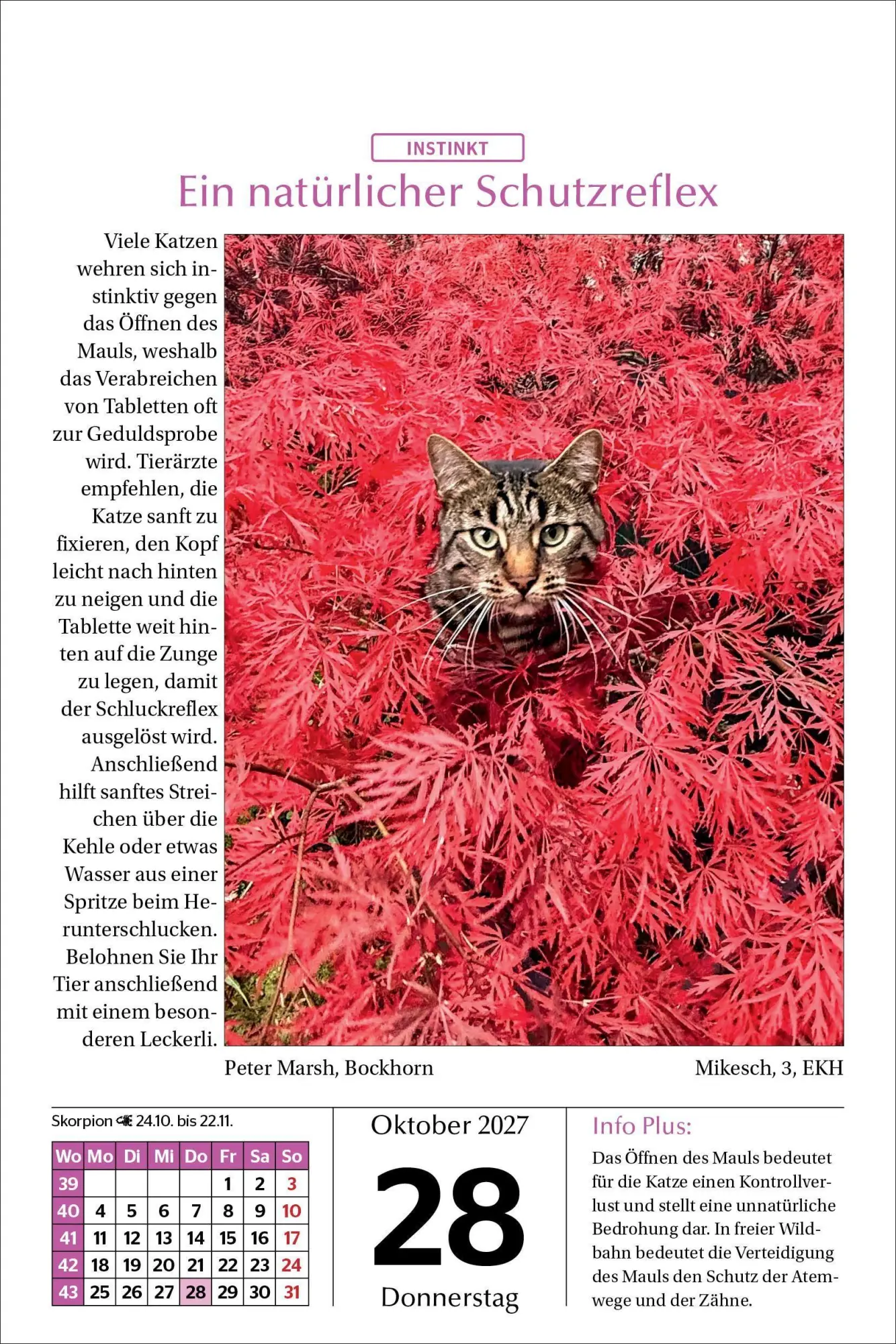 Bild: 9783865171788 | Katzen Tageskalender 2027 | Kalender | 365 S. | Deutsch | 2027