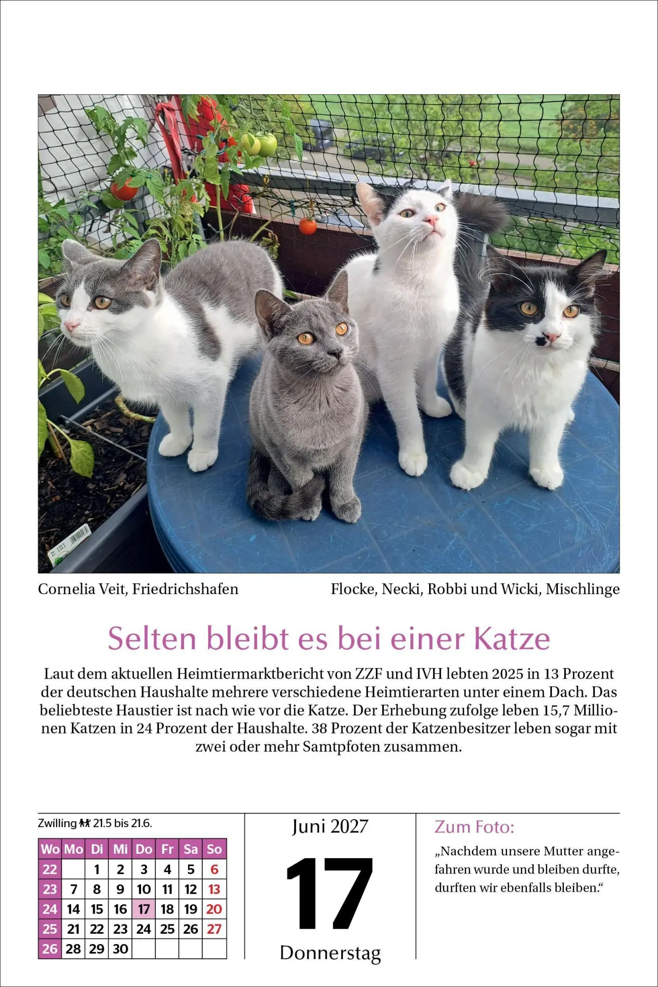 Bild: 9783865171788 | Katzen Tageskalender 2027 | Kalender | 365 S. | Deutsch | 2027