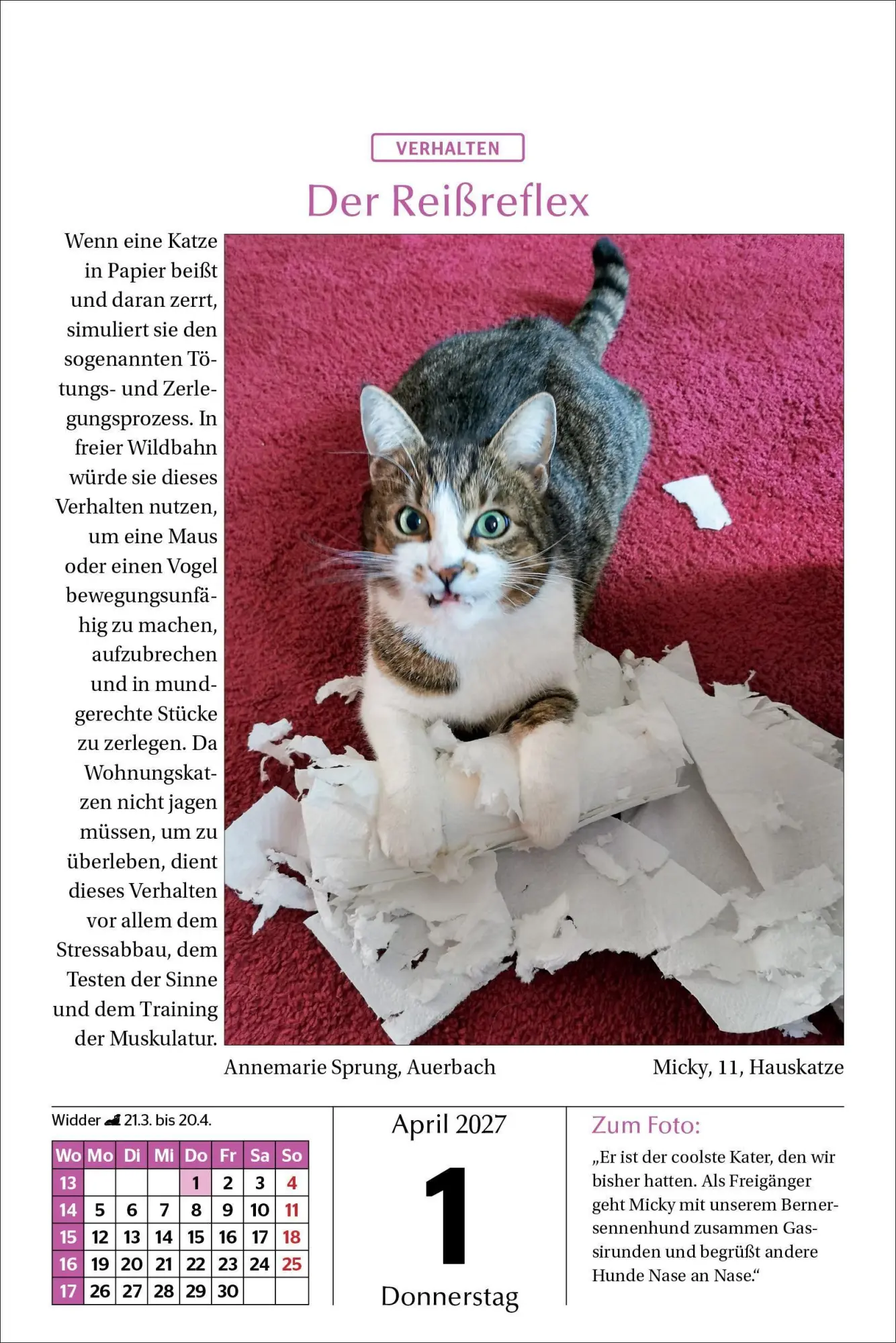 Bild: 9783865171788 | Katzen Tageskalender 2027 | Kalender | 365 S. | Deutsch | 2027