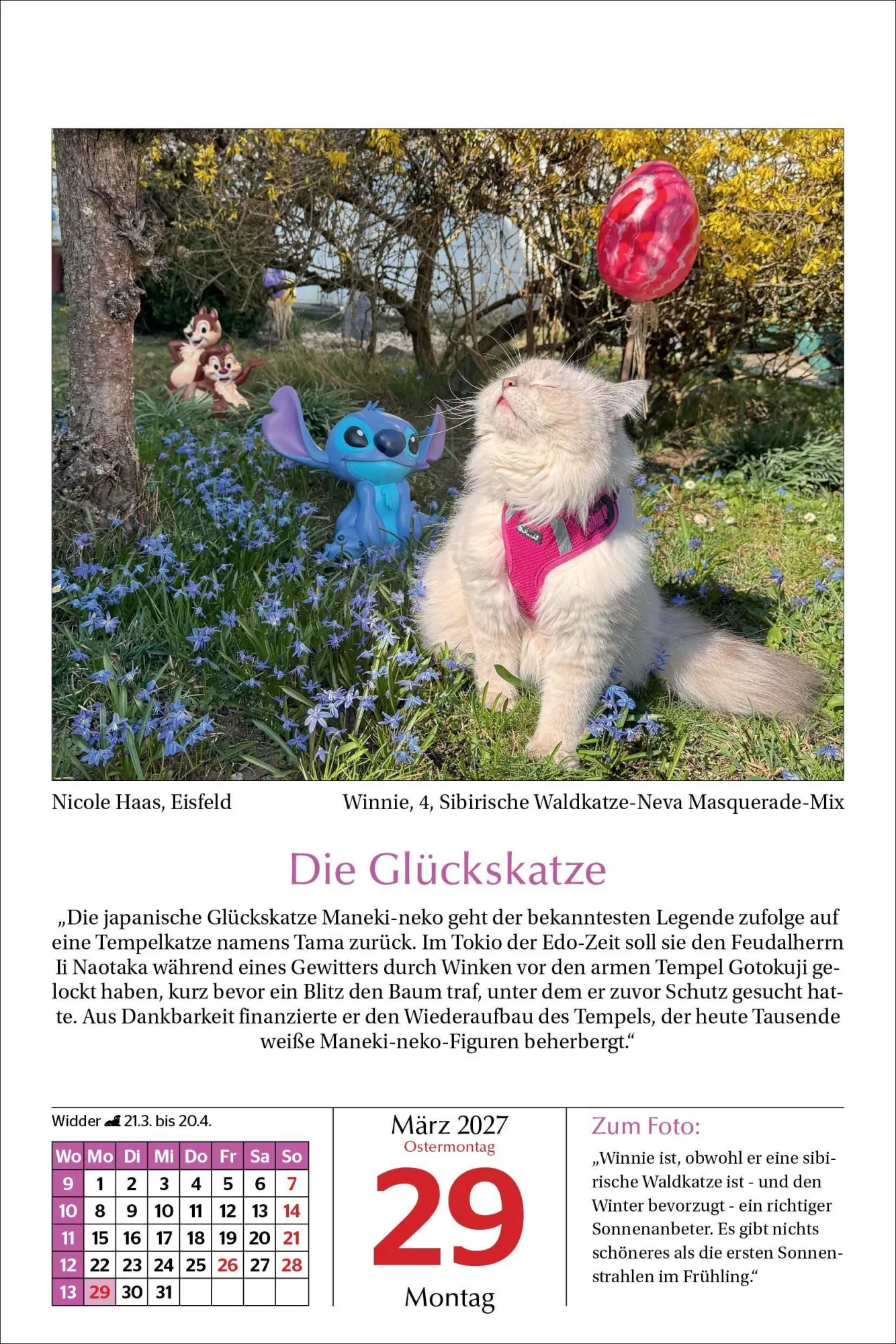 Bild: 9783865171788 | Katzen Tageskalender 2027 | Kalender | 365 S. | Deutsch | 2027