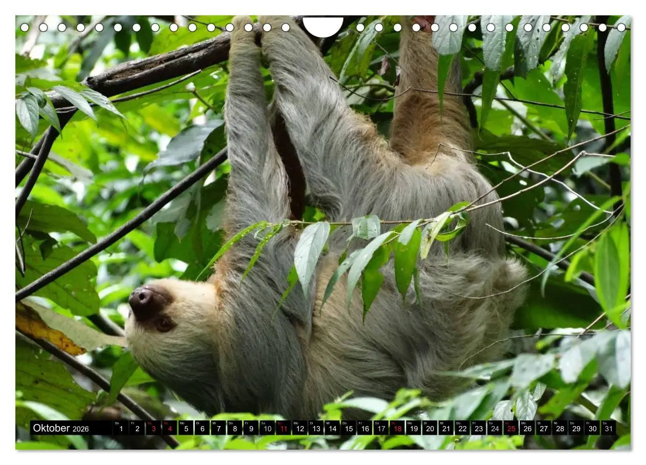 Bild: 9783516131888 | Regenwald ¿ Tiere im Dschungel (Wandkalender 2026 DIN A4 quer),...