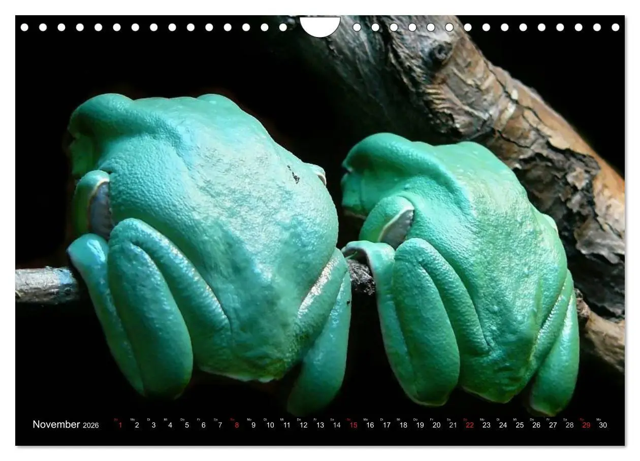 Bild: 9783516131888 | Regenwald ¿ Tiere im Dschungel (Wandkalender 2026 DIN A4 quer),...