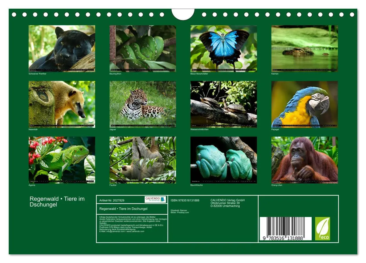 Bild: 9783516131888 | Regenwald ¿ Tiere im Dschungel (Wandkalender 2026 DIN A4 quer),...
