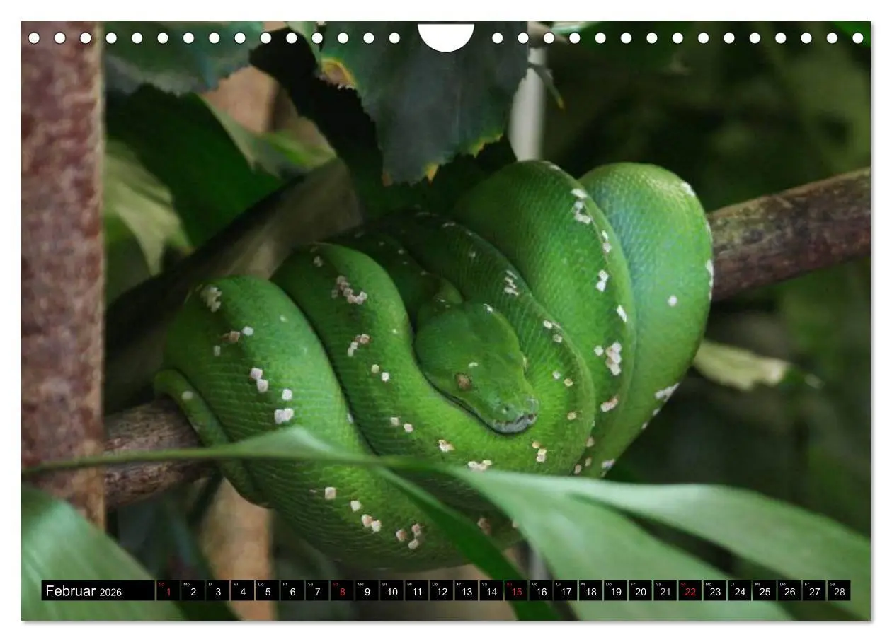 Bild: 9783516131888 | Regenwald ¿ Tiere im Dschungel (Wandkalender 2026 DIN A4 quer),...