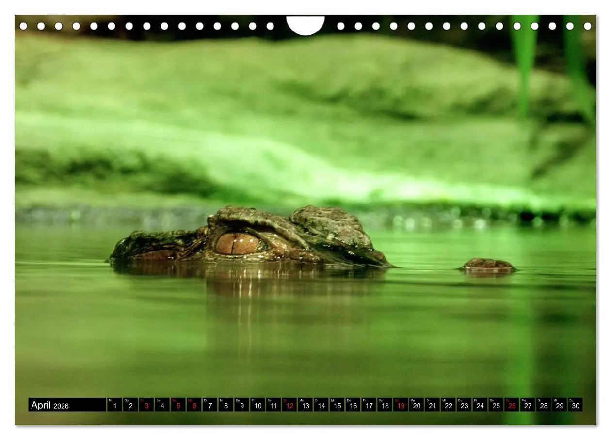 Bild: 9783516131888 | Regenwald ¿ Tiere im Dschungel (Wandkalender 2026 DIN A4 quer),...