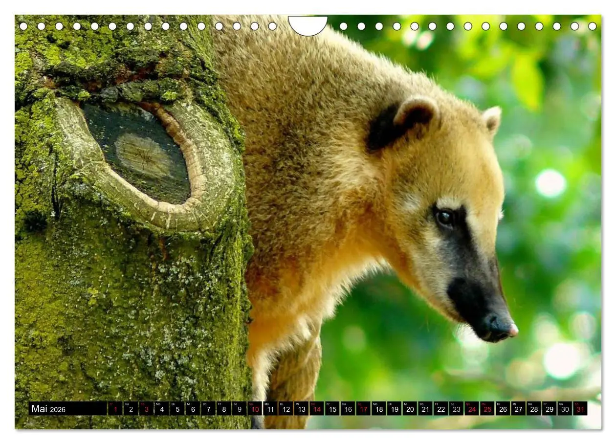 Bild: 9783516131888 | Regenwald ¿ Tiere im Dschungel (Wandkalender 2026 DIN A4 quer),...