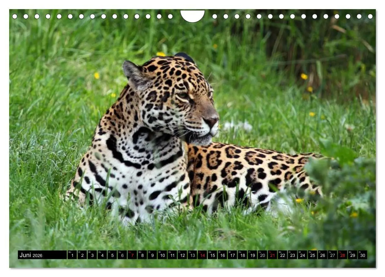 Bild: 9783516131888 | Regenwald ¿ Tiere im Dschungel (Wandkalender 2026 DIN A4 quer),...