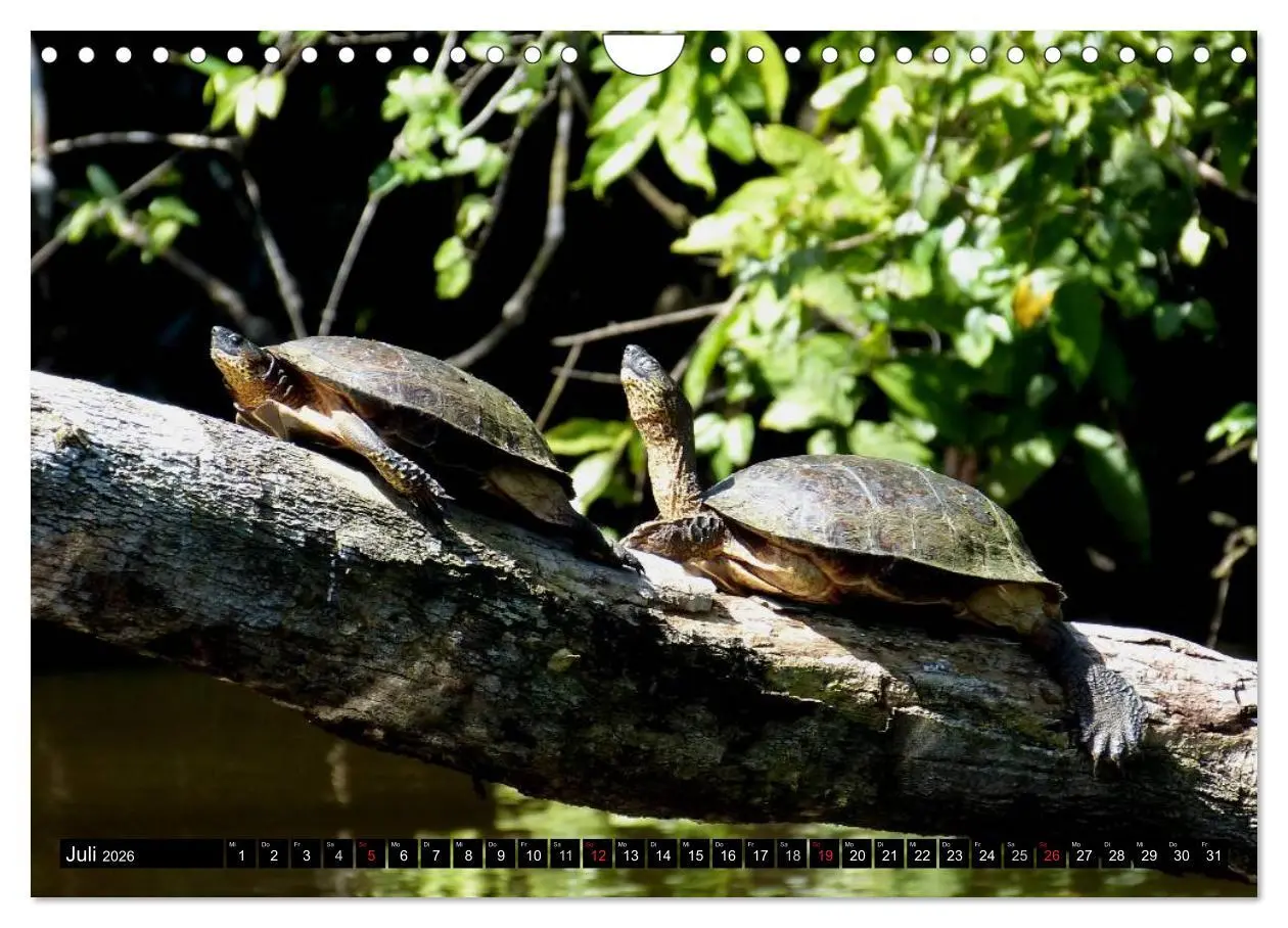 Bild: 9783516131888 | Regenwald ¿ Tiere im Dschungel (Wandkalender 2026 DIN A4 quer),...