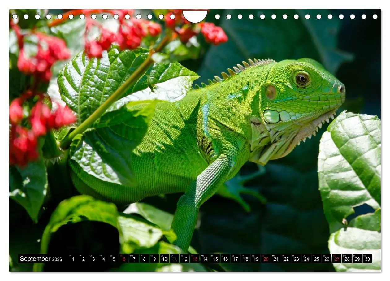 Bild: 9783516131888 | Regenwald ¿ Tiere im Dschungel (Wandkalender 2026 DIN A4 quer),...