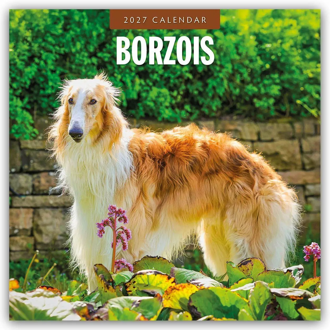 Cover: 9781837011988 | Borzois - Barsoi - Barzaia - Russischer Wolfshund 2027 -...