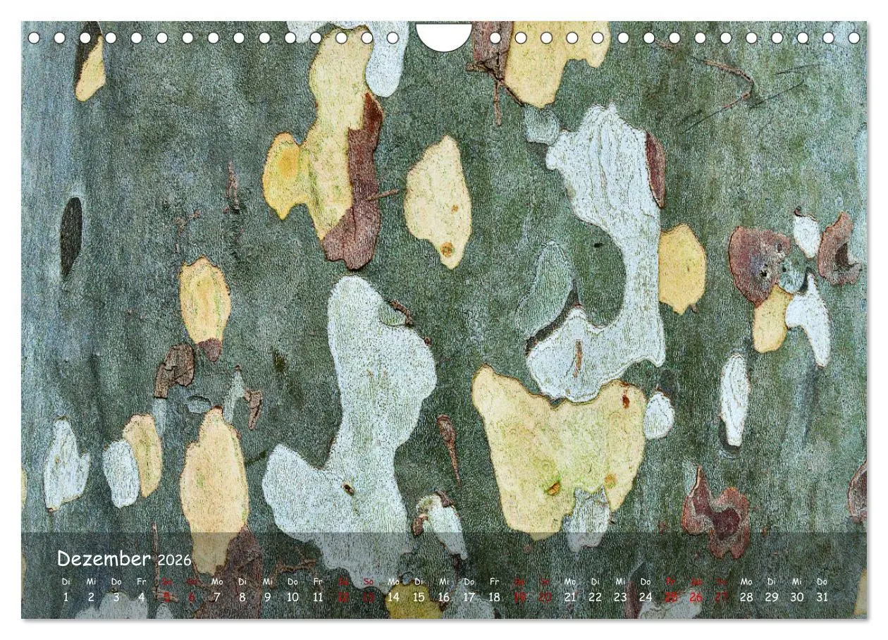 Bild: 9783457651988 | Borkenformen (Wandkalender 2026 DIN A4 quer), CALVENDO Monatskalender