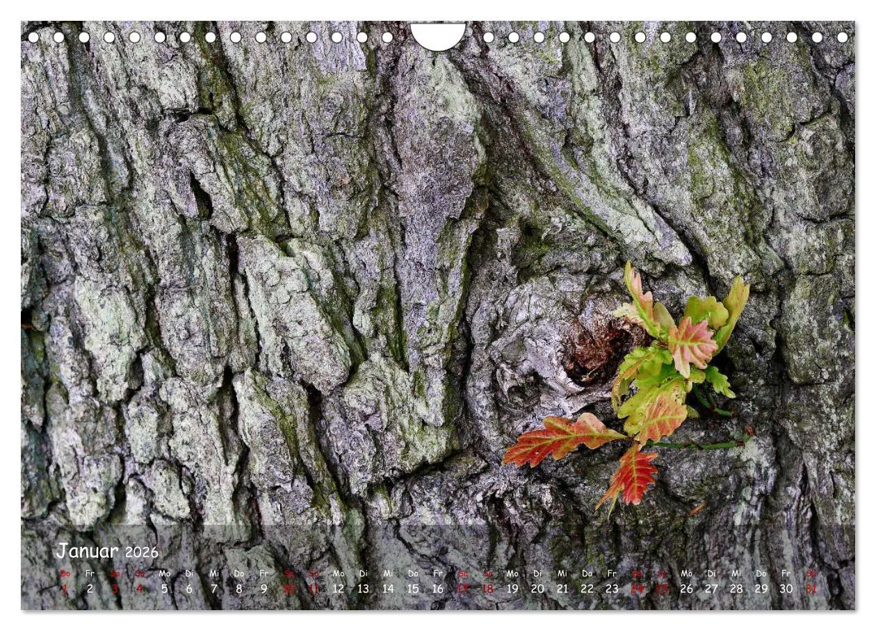 Bild: 9783457651988 | Borkenformen (Wandkalender 2026 DIN A4 quer), CALVENDO Monatskalender