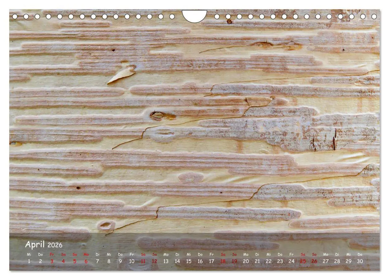 Bild: 9783457651988 | Borkenformen (Wandkalender 2026 DIN A4 quer), CALVENDO Monatskalender