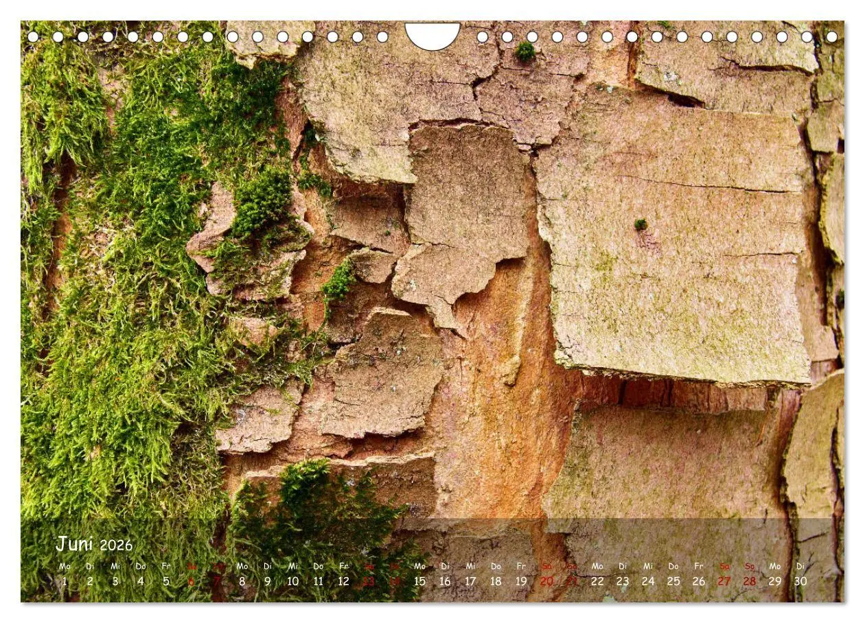Bild: 9783457651988 | Borkenformen (Wandkalender 2026 DIN A4 quer), CALVENDO Monatskalender