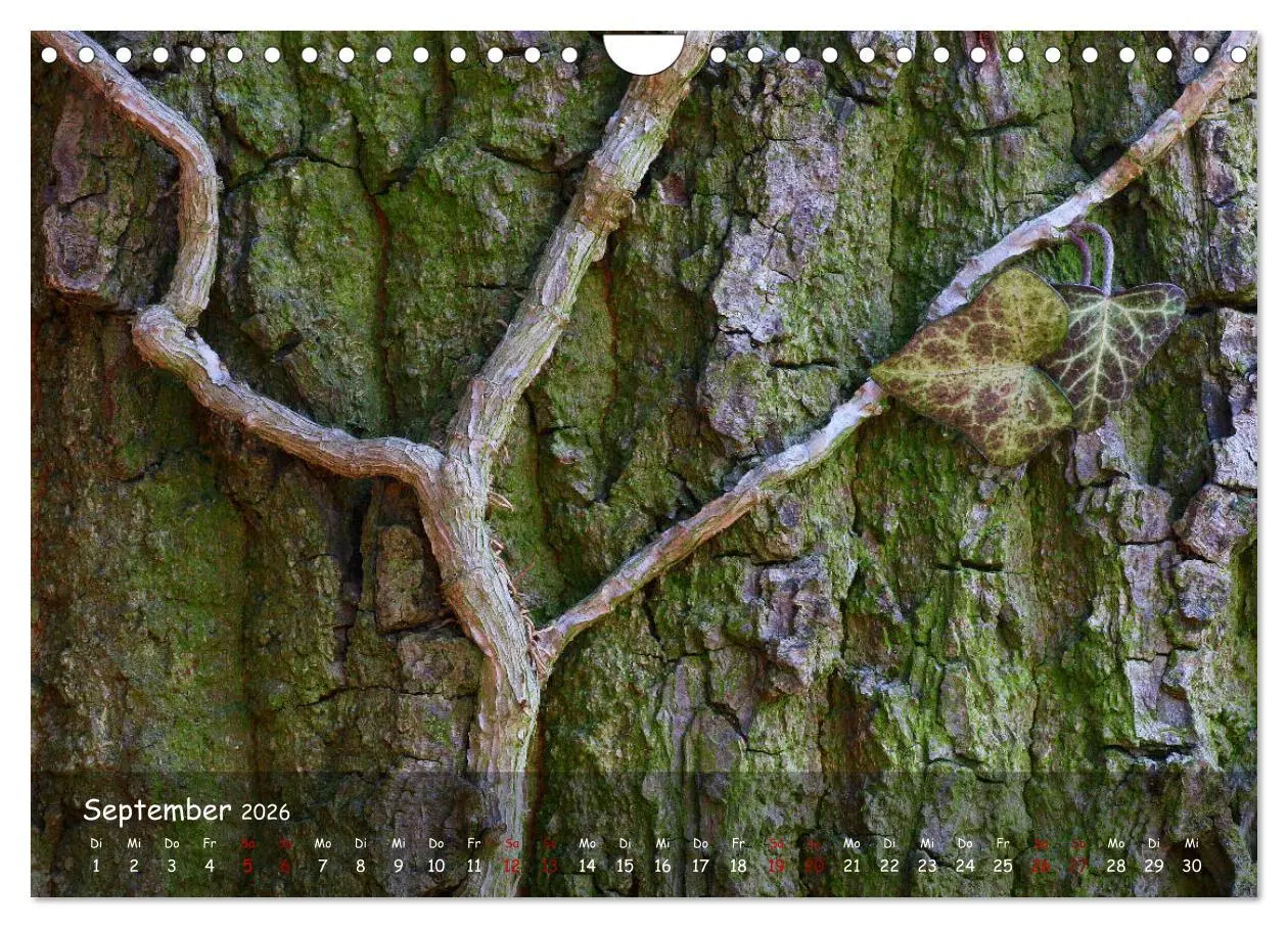 Bild: 9783457651988 | Borkenformen (Wandkalender 2026 DIN A4 quer), CALVENDO Monatskalender