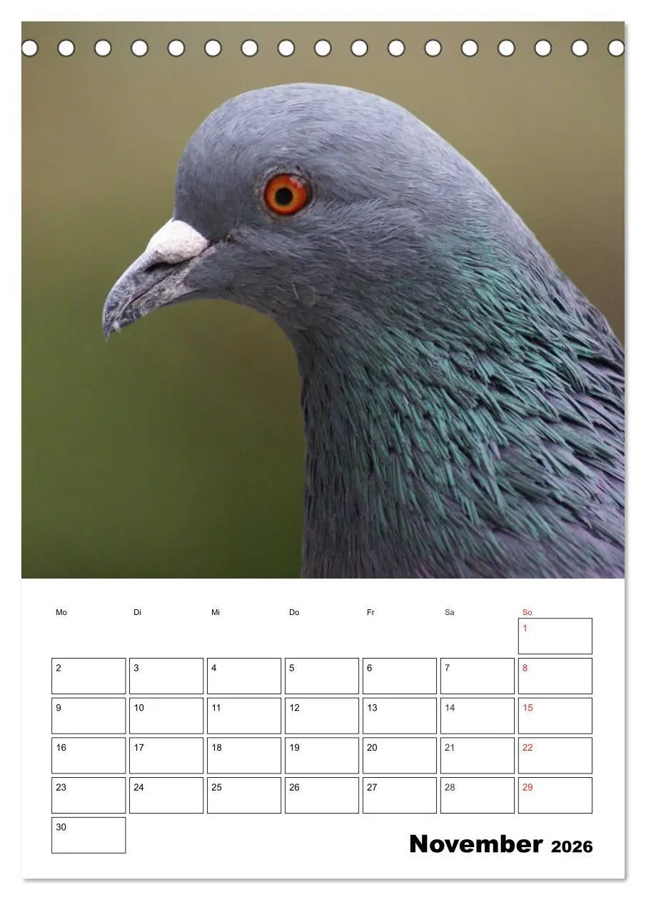 Bild: 9783516431988 | Tauben Terminplaner (Tischkalender 2026 DIN A5 hoch), CALVENDO...