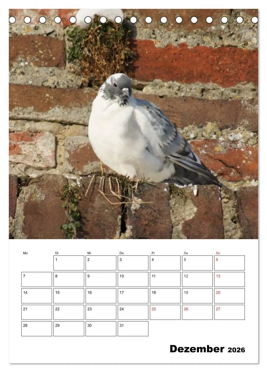 Bild: 9783516431988 | Tauben Terminplaner (Tischkalender 2026 DIN A5 hoch), CALVENDO...