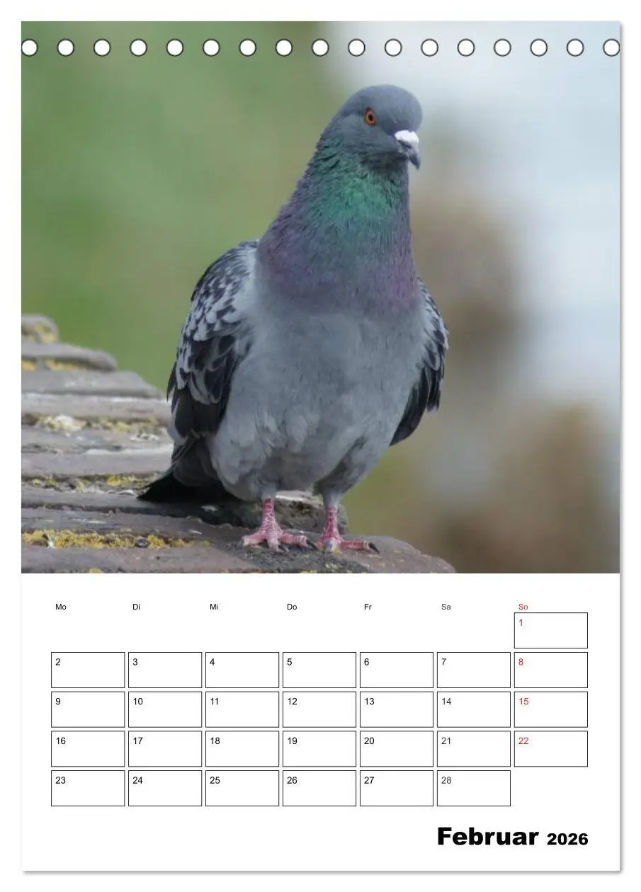 Bild: 9783516431988 | Tauben Terminplaner (Tischkalender 2026 DIN A5 hoch), CALVENDO...
