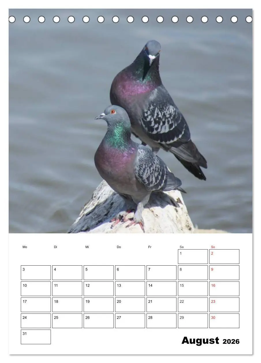 Bild: 9783516431988 | Tauben Terminplaner (Tischkalender 2026 DIN A5 hoch), CALVENDO...