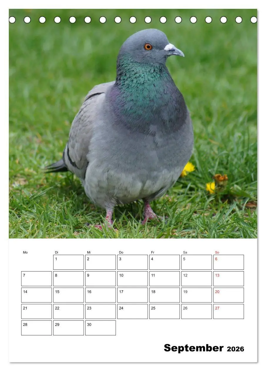 Bild: 9783516431988 | Tauben Terminplaner (Tischkalender 2026 DIN A5 hoch), CALVENDO...