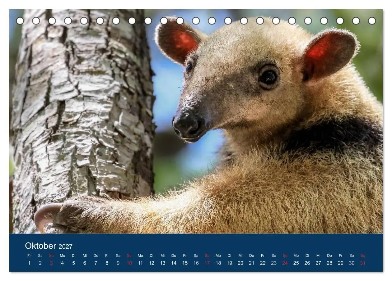 Bild: 9783594101988 | Brasilien tierisch gut 2027 (Tischkalender 2027 DIN A5 quer),...