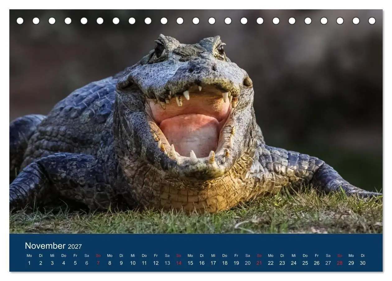 Bild: 9783594101988 | Brasilien tierisch gut 2027 (Tischkalender 2027 DIN A5 quer),...