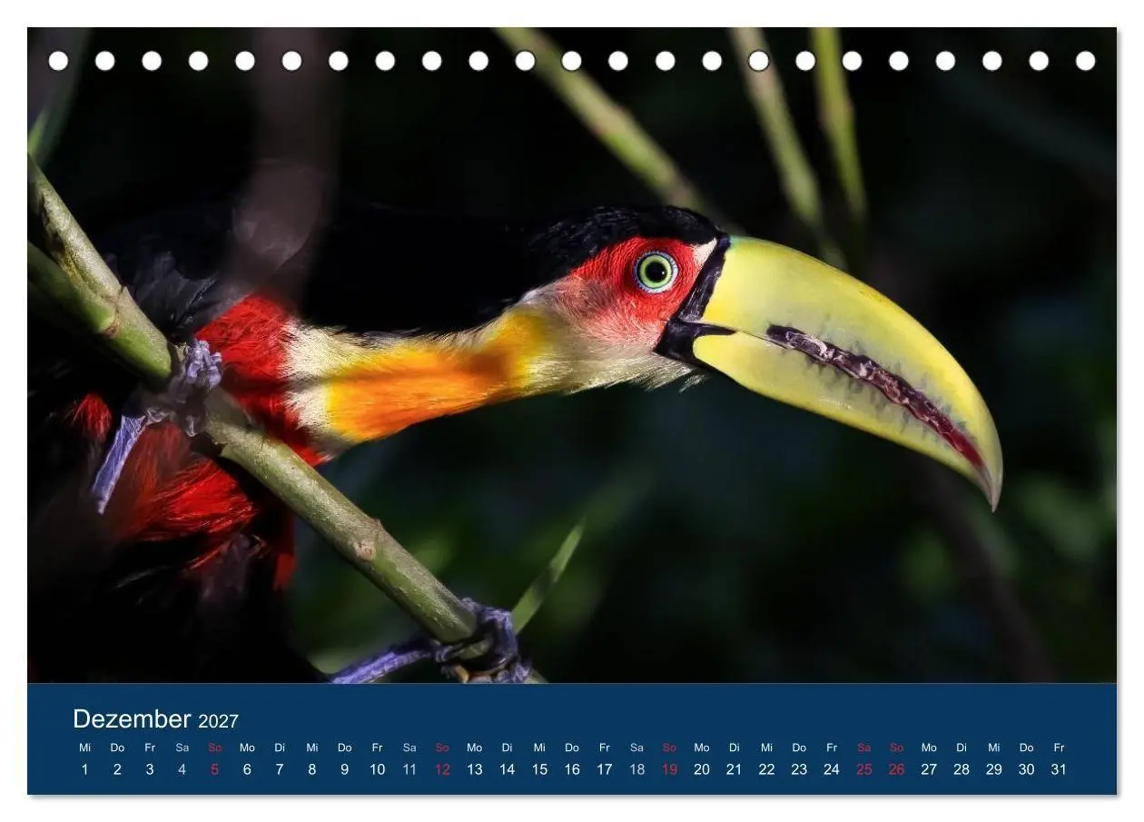 Bild: 9783594101988 | Brasilien tierisch gut 2027 (Tischkalender 2027 DIN A5 quer),...