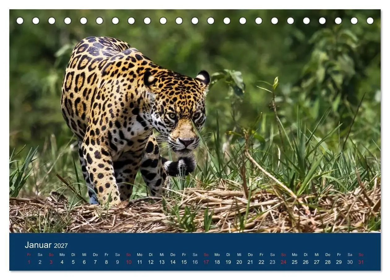 Bild: 9783594101988 | Brasilien tierisch gut 2027 (Tischkalender 2027 DIN A5 quer),...