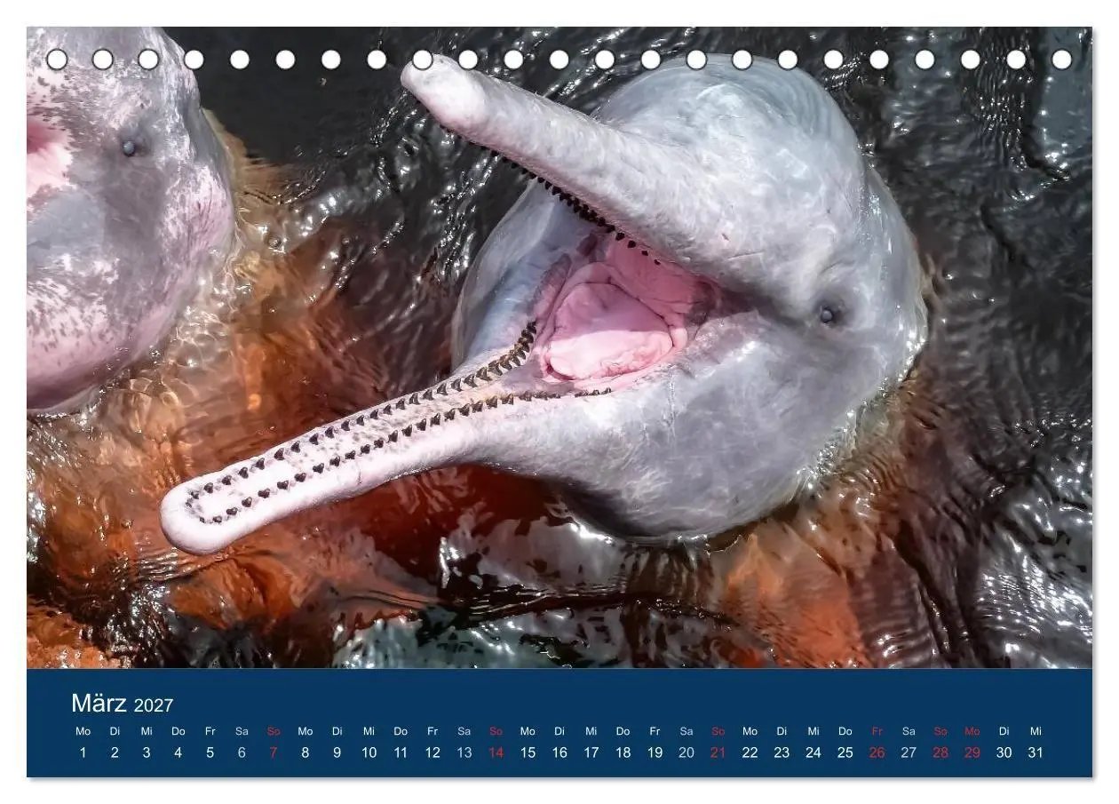 Bild: 9783594101988 | Brasilien tierisch gut 2027 (Tischkalender 2027 DIN A5 quer),...
