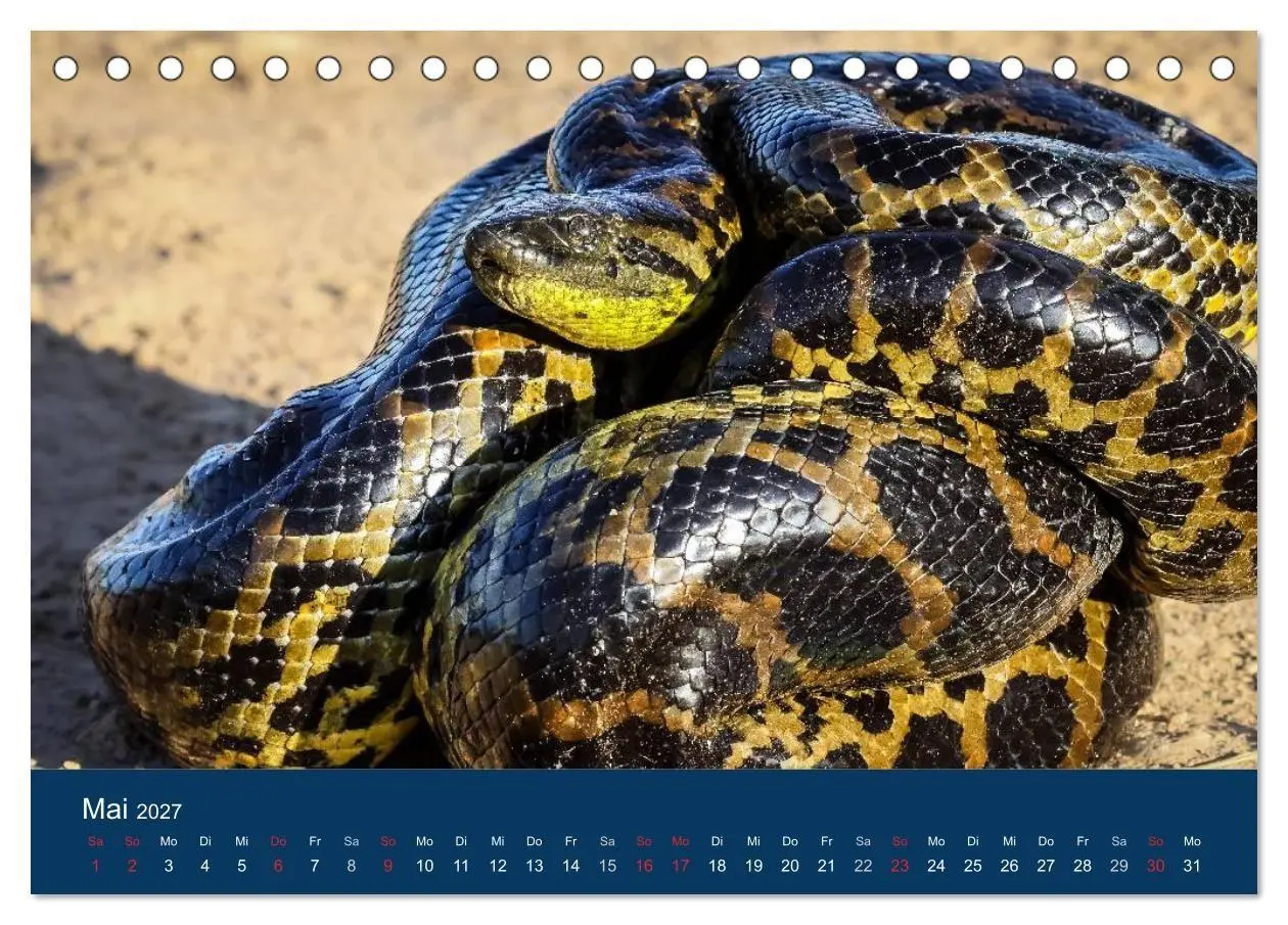 Bild: 9783594101988 | Brasilien tierisch gut 2027 (Tischkalender 2027 DIN A5 quer),...