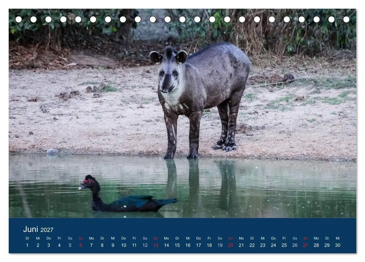 Bild: 9783594101988 | Brasilien tierisch gut 2027 (Tischkalender 2027 DIN A5 quer),...