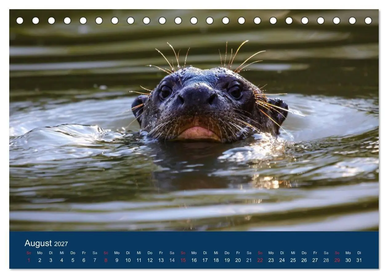 Bild: 9783594101988 | Brasilien tierisch gut 2027 (Tischkalender 2027 DIN A5 quer),...