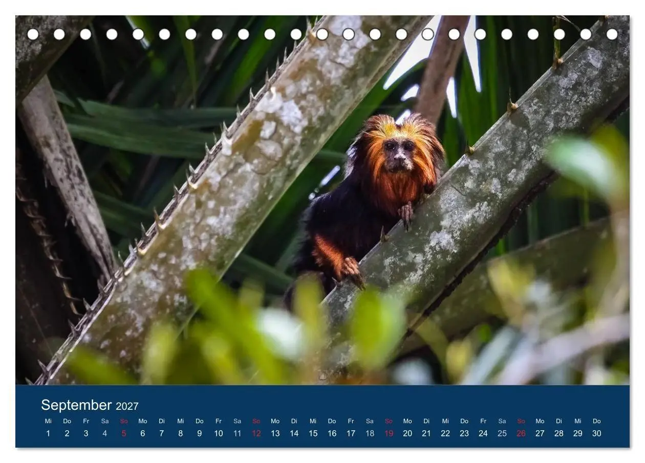 Bild: 9783594101988 | Brasilien tierisch gut 2027 (Tischkalender 2027 DIN A5 quer),...